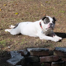 Sir Rufus Wigglesworth