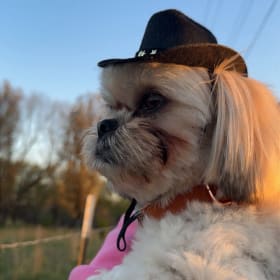 Benji