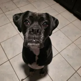 Bella