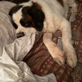 Bubba
