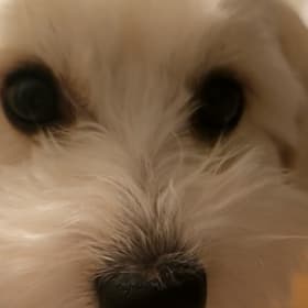 Milo