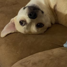 Wonton