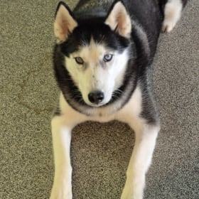 Loki