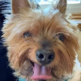 Ralphie