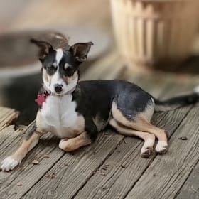 LEXI