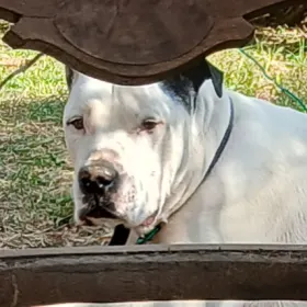 Otis