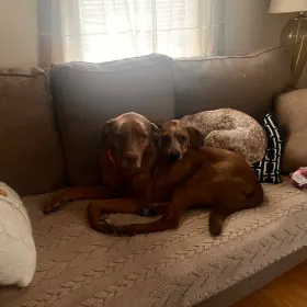Nugget and Peanut
