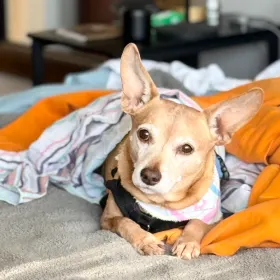 Nugget