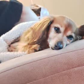 Penelope