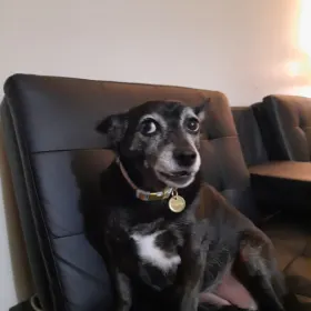 Roxy