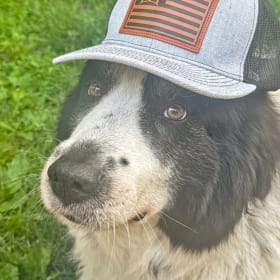 Koda