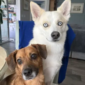 The A-team-Aspen n Arlo