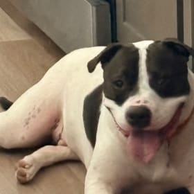 Oreo