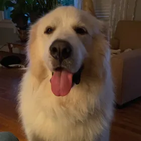 Dave