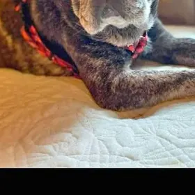 Cooper