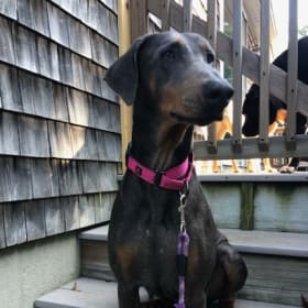 Maisey Mae