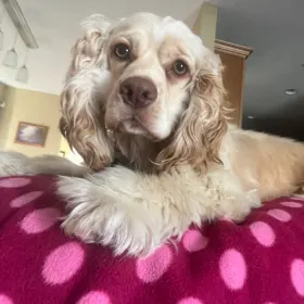 Falkor
