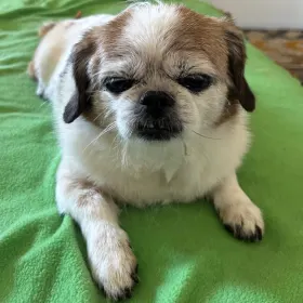 Snickers