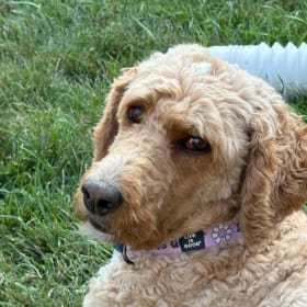 Nellie