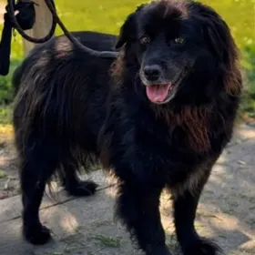 Gracie