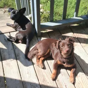 Taz and Harper