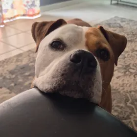 Milo