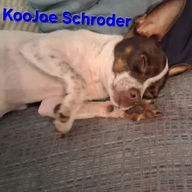 KooJoe Tilton-Schroder