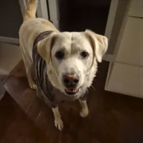Loki