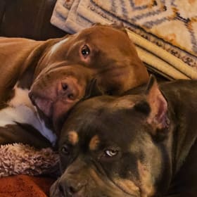 Chubbs and Delilah