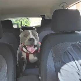 Diesel