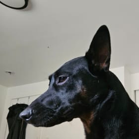 Calypso