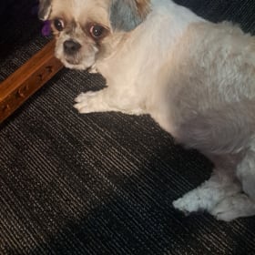 Daisy