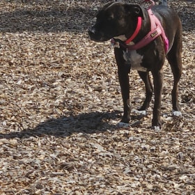 Mellie
