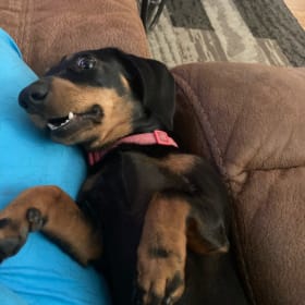 Darla