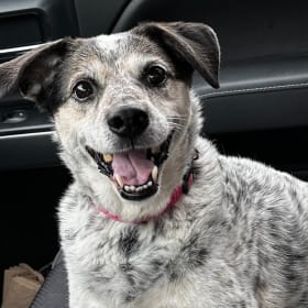 Luci