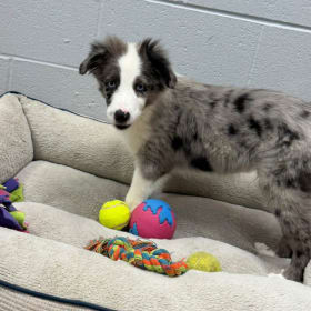 Lure - Adopted