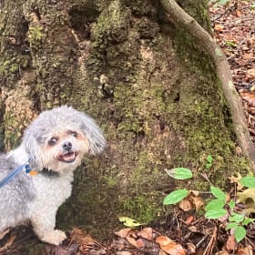 Sammy