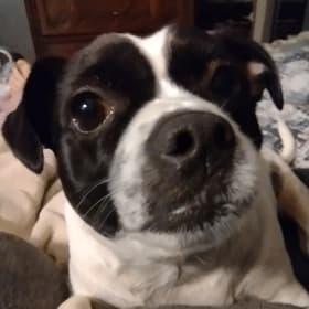Molly