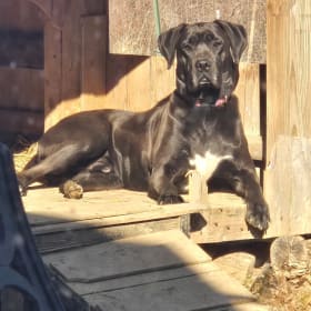 Odin