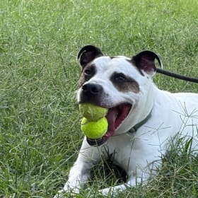 Jake for adoption