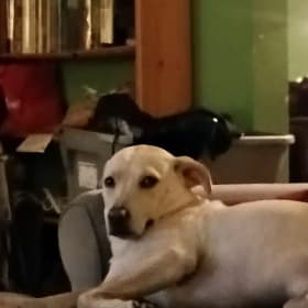 Scooby