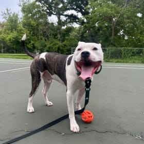 Rex