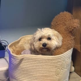 Peanut