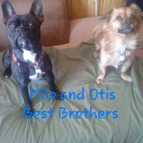 Milo and Otis