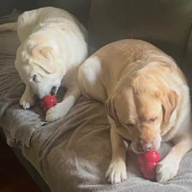 Brinkley and Sunny