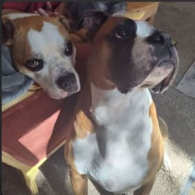 Roxy and Rosco