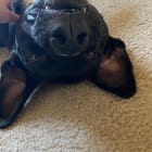 Louie