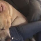 Otis