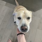 Otis