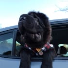 Theodore